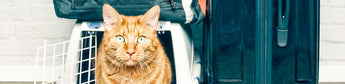 Katzen im Urlaub zuhause lassen: Tipps &amp; Tricks - haustierkost.de