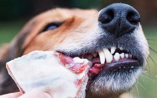 Hochwertiges Fleisch: Die richtige Fütterung für den Hund - haustierkost.de