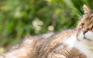 Weltkatzentag: Internationaler Tag der Katze - haustierkost.de