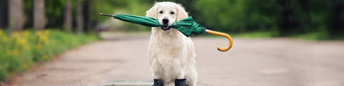Wetterfühligkeit beim Hund: Tipps &amp; Tricks - haustierkost.de