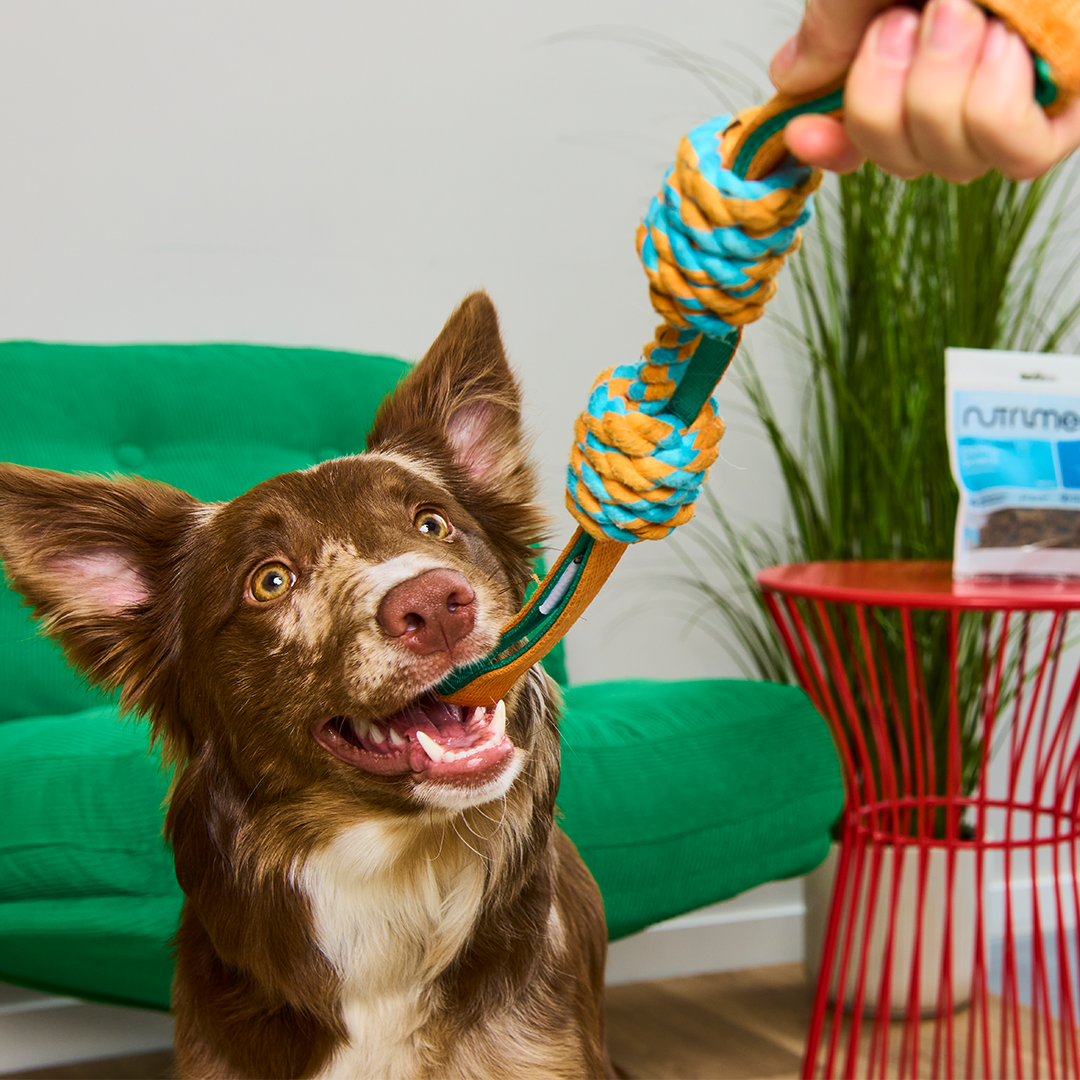 Nutriment Denta-Snack - haustierkost.de®