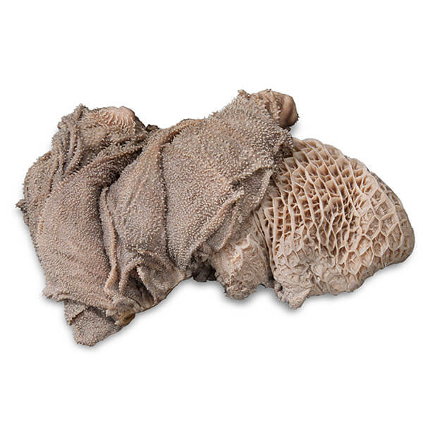 proCani Blättermagen / Pansen grün